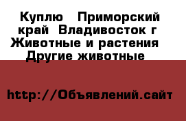 Куплю - Приморский край, Владивосток г. Животные и растения » Другие животные   